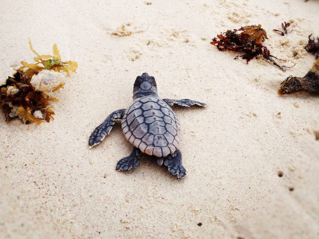 Cría tortuga